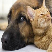 इन्फ्रारेड एलईडी लाइट थेरेपी डिवाइस एल्यूमिनियम मिश्र धातु के पास 600W घरेलू उपयोग 4