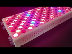 600w शरीर देखभाल लाल प्रकाश चिकित्सा उपकरण लाल नीर स्पेक्ट्रम निर्दोष त्वचा के लिए अनुकूलन